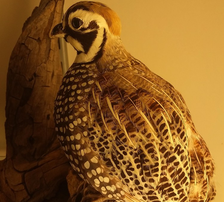 James Newman Clark Bird Museum (Eau&nbspClaire,&nbspWI)